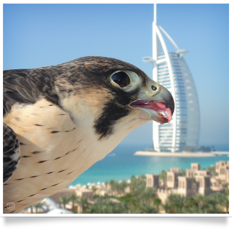 royal shaheen Eevents, falconry, dubai, desert, UEA, experience, show, birds, owls, eagles, kites, air, hawks, pest control services