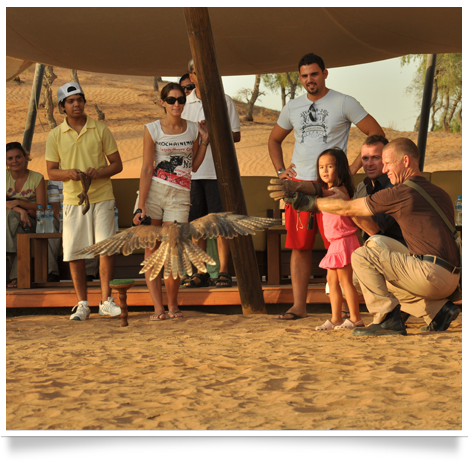 royal shaheen Eevents, falconry, dubai, desert, UEA, experience, show, birds, owls, eagles, kites, air, hawks, pest control services