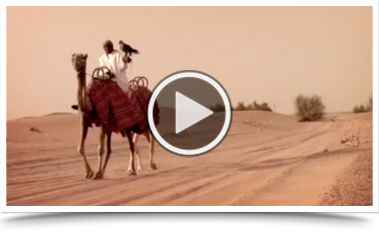 royal shaheen Eevents, falconry, dubai, desert, UEA, experience, show, birds, owls, eagles, kites, air, hawks, pest control services